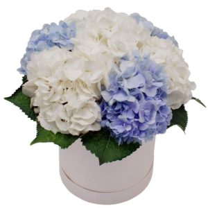 Шляпна коробка із 7 гортензій "Хмаринка"