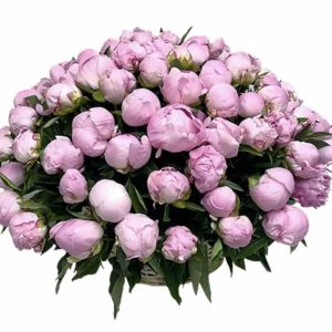 Розкішний кошик із 101 ароматною півонією "Аромат весни"