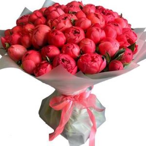 Букет із 51 коралових півоній