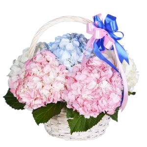 Кошик із 5 гортензіями
