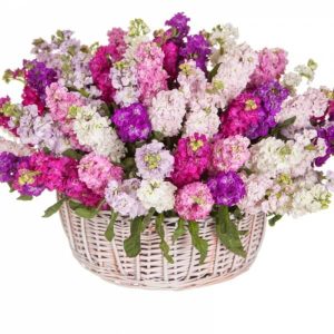 Кошик із 51 матіоли