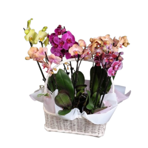 Мікс із 5 орхідей у кошику