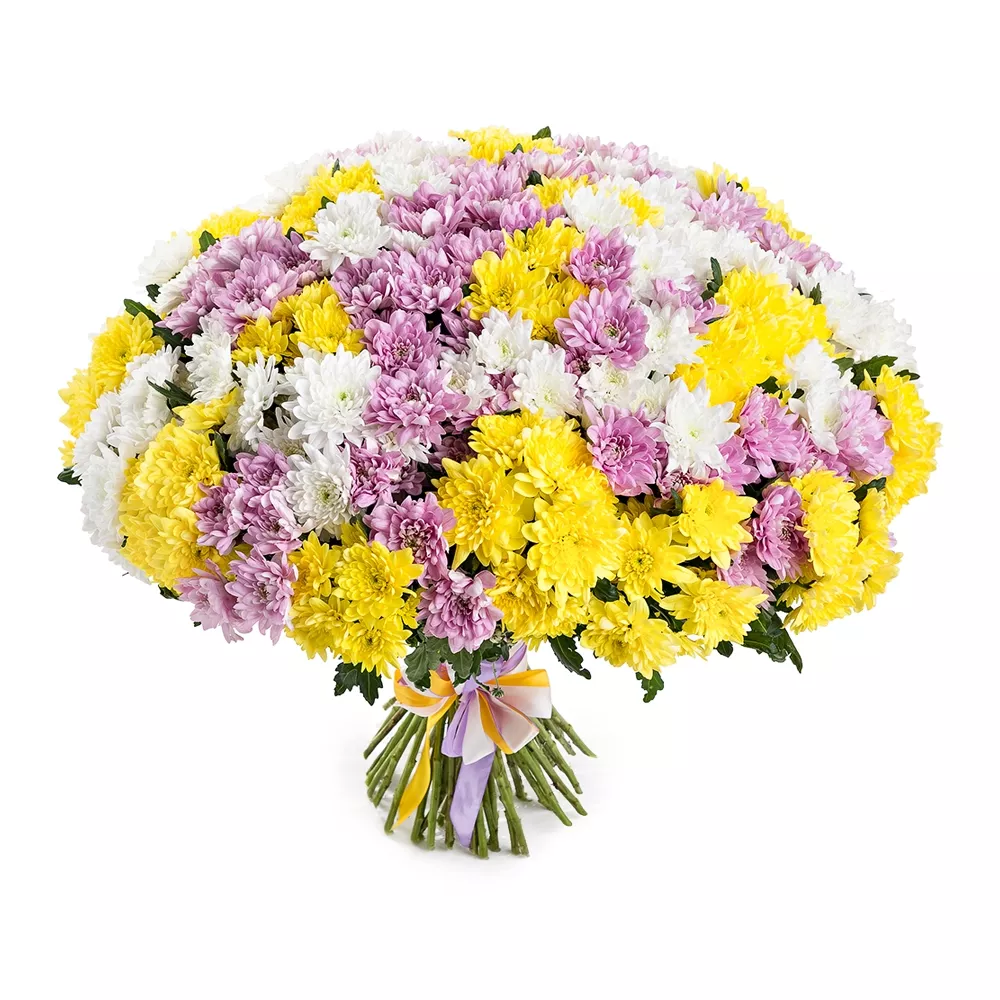 Букет із 51 різнокольорової хризантеми