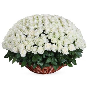 301 біла троянда в кошику